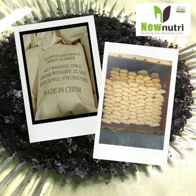 18% Alginate Kelp Extract Powder