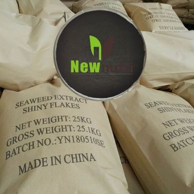 100 Mesh 98% Water Solubility Kelp Extract Powder