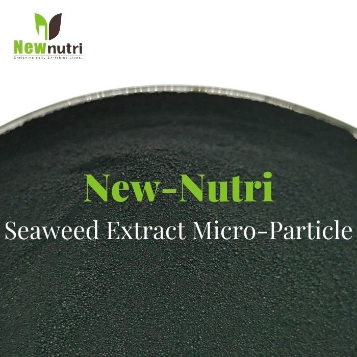 100% Water Soluble 1mm Micro Particle Seaweed Extract Powder Fertilizer